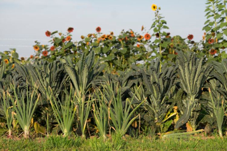 Onions, kale, and sunflowers grown by Landen Tetil of Bean Pole Farm, the first participant in The North Farm’s Apprentice Farmer Program. | Photo courtesy of Kurt Stepnitz