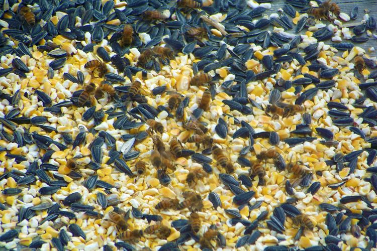 Honey bees forage for food in a bird feeder somewhere in Michigan’s northwestern Lower Peninsula. Photo credit: Debra Alexander