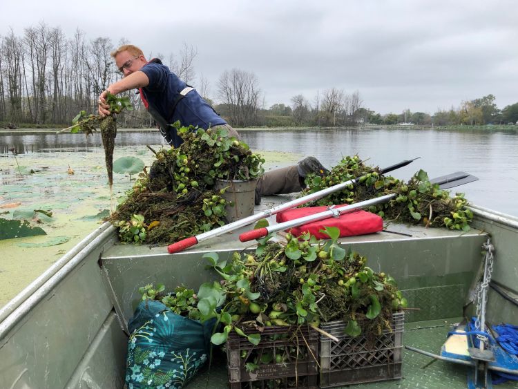 Water hyacinth removal in tributary of Detroit River.