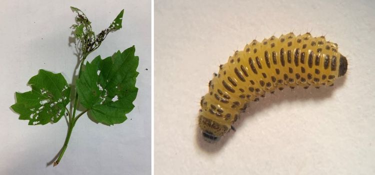 viburnum leaf beetle larvae and damage