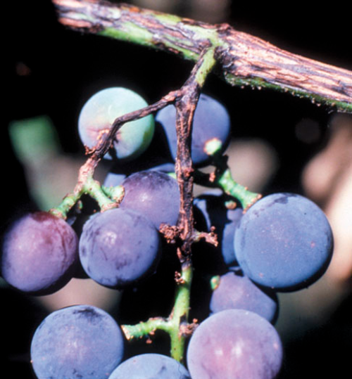  Lesions on rachis and shoot. 