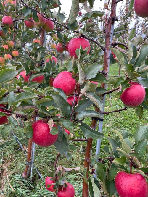 Apples on trellis.