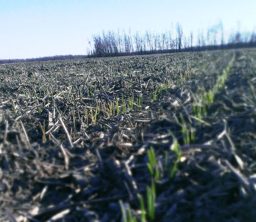 Late-seeded wheat finally emerges in mid-December.
