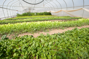 Vegetable pesticide series: Can I use it in the greenhouse?