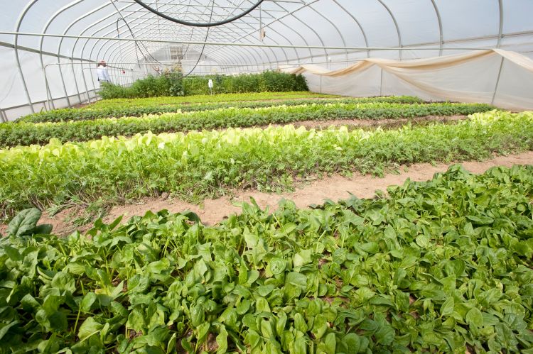 Vegetables growing in a hoophouse.