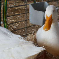 A duck in a pen.