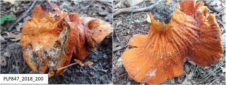 Hypomyces lactifluorum (PLP847_2018_200). H. lactifluorum parasitizing a large Lactarius spp. fruiting body growing in leaf litter on the floor of a hardwood forest. (left). The underside of the mushroom, showing even more of the warty texture of this mycoparasite (right).