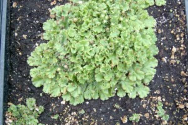 Liverworts Division Marchantiophyta Plant & Pest Diagnostics