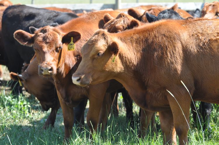 Cattle grazing