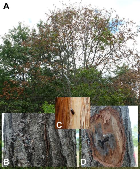 Worried About Oak Wilt Growing America