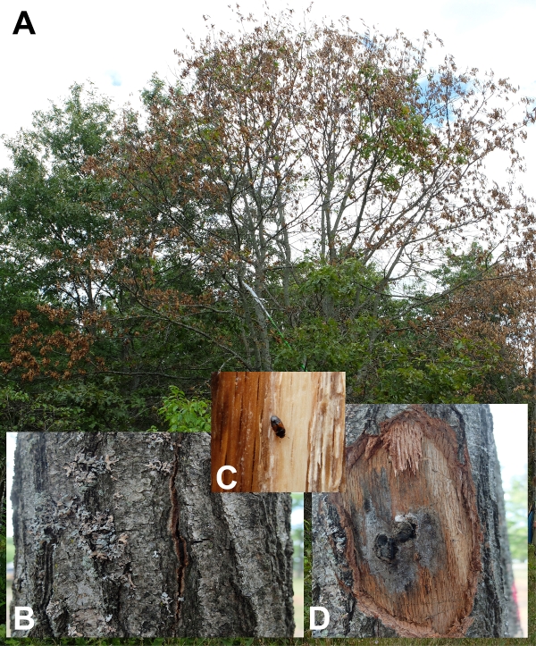 Worried About Oak Wilt Landscaping
