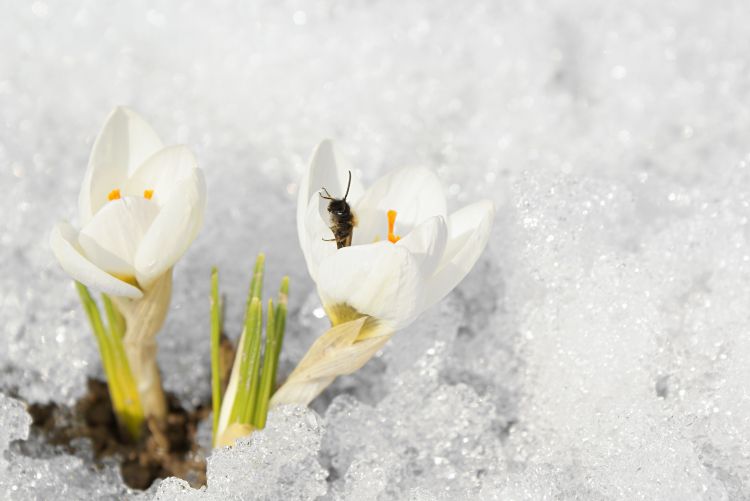 Bee in a white flower with snow surrounding.