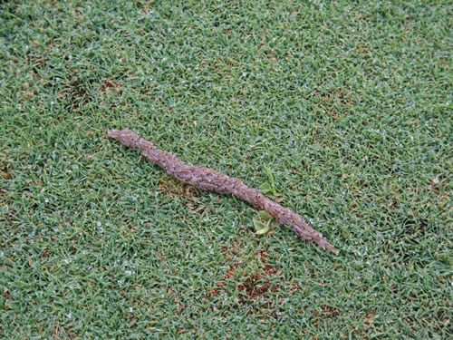 Brown grass from Sod Webworm damage 