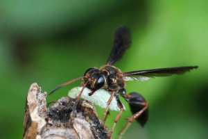 The Grass Carrying Wasp A Solitary Wasp That Builds Nests In