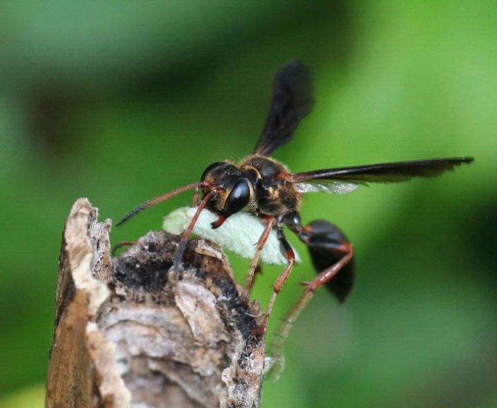 The Grass Carrying Wasp A Solitary Wasp That Builds Nests In