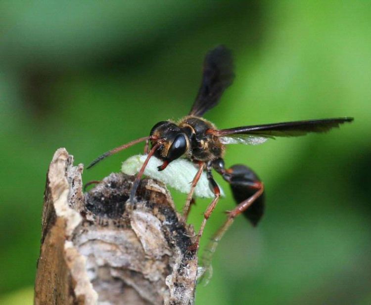 Photo: Grass-carrying wasp (Isodontia exonata) with a prey item to provision a nest. Photo by Johnny N. Dell, Bugwood.org.