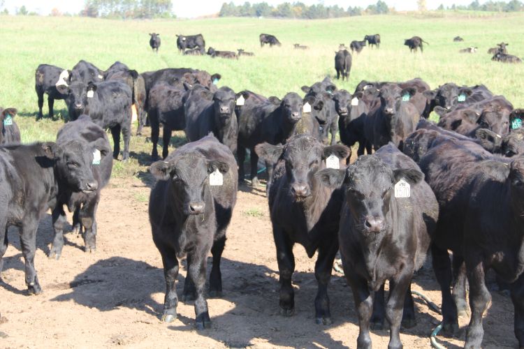 Properly pre-conditioning calves can gives producers a large return on their investment.