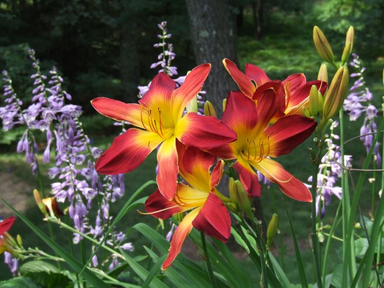 Daylily ‘Open Hearth'