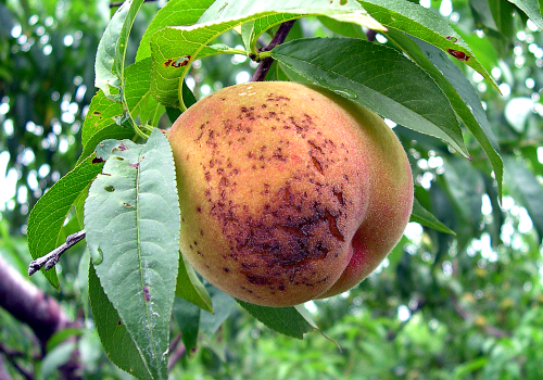  Bacteria cause dark brown lesions or blemishes on fruit. 