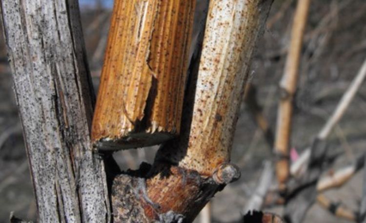 Grape canes during winter. The golden-brown cane on the left suggests good maturation and cold hardiness, while the light-colored cane on the right suggests poor canopy shading, storage reserve and reduced cold hardiness.