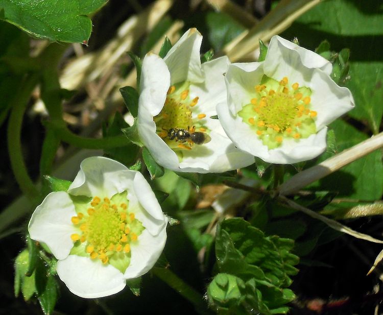 This small bee is working to pollinate strawberries even on a cold, windy morning. All photos: Mark Longstroth, MSU Extension.