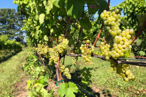 MSU vineyard IPM scouting report – Sept. 25, 2019
