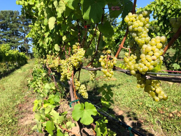 Riesling vineyard in northwest Michigan