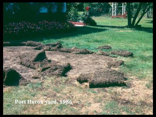 Damage to Port Huron yard in 1986 due to June beetles 