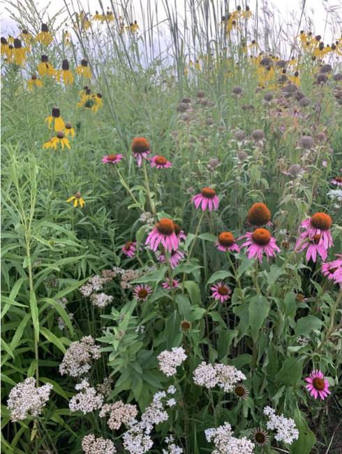 Field with prairie flowers