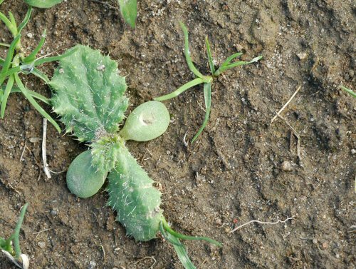  bull thistle5.jpg 