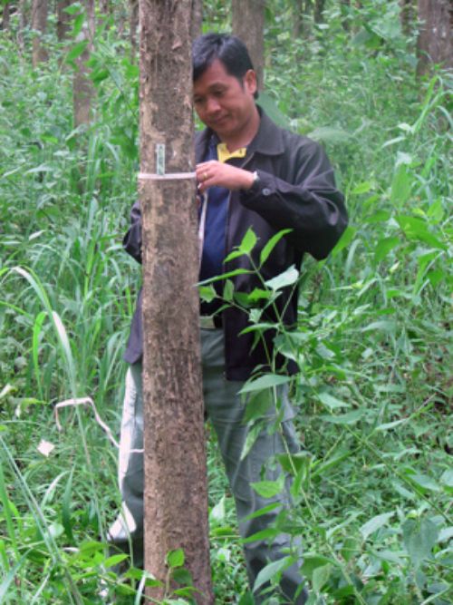 Measuring trees in Thailand
