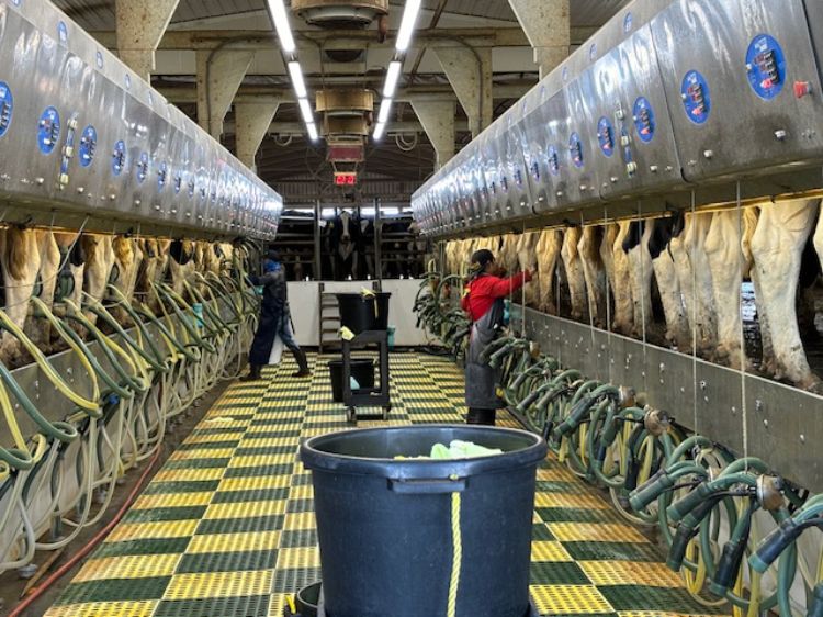 people milking cows in a milking parlor