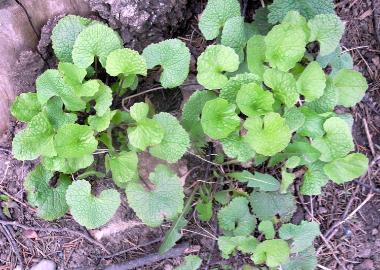 Rosettes of garlic mustard. Photo credit: Diane Brown, MSU Extension