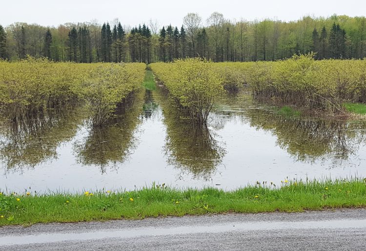 Heavy rains have soaked the ground and caused flooding in many low-lying areas. Many blueberry fields are flooded. All photos by Mark Longstroth, MSU Extension.