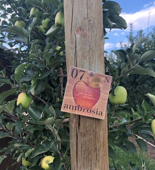 Ambrosia apples and sign.