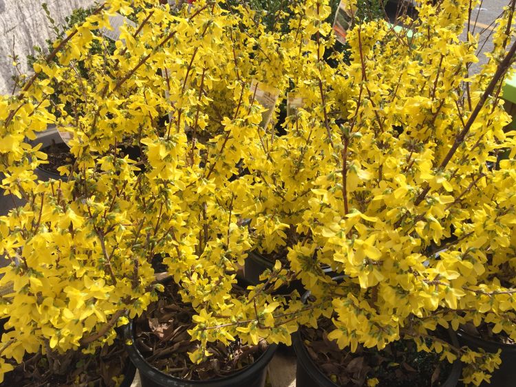 Forsythia bushes are often used as a phenological indicator that spring is here. Image courtesy of Eric Anderson, MSU Extension.