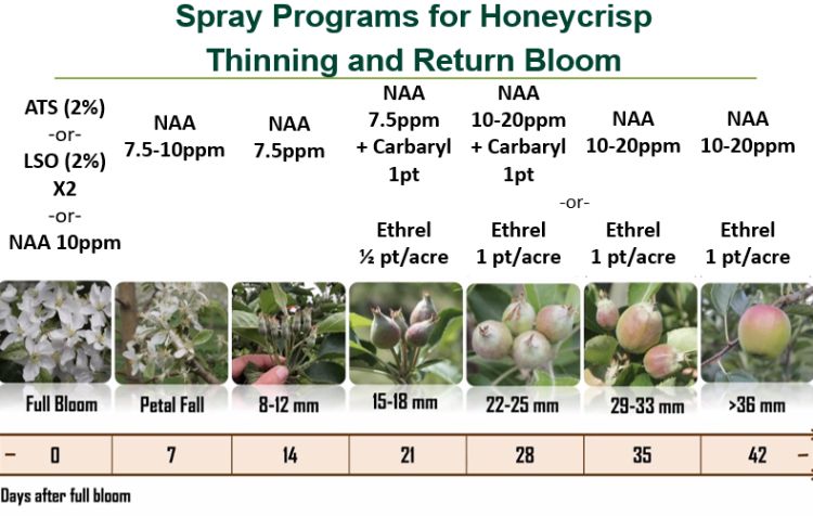 Infographic of spray programs for Honeycrisp.