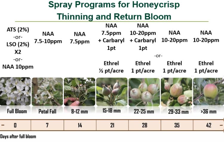 Honeycrisp Apple Information: Learn About Growing Honeycrisp Apples