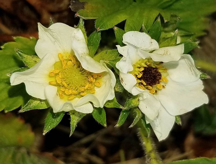 Good strawberry bloom on the left, frost damaged bloom on the right