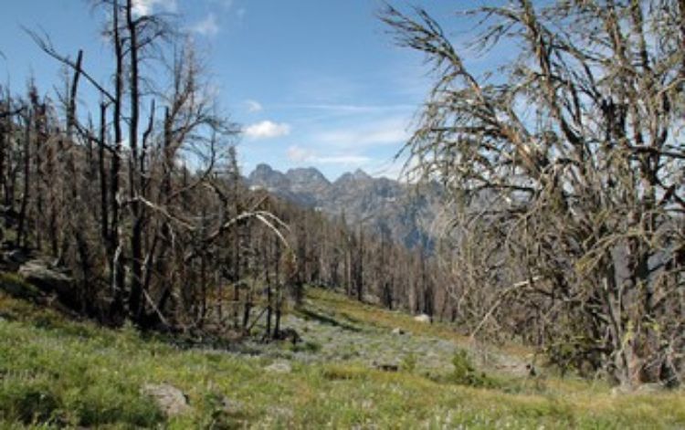 The spread of insects such as mountain pine beetles has devastated forests in the Western U.S.