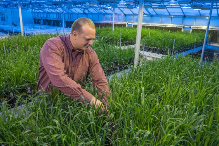Eric Olson is a member of the Wheat Breeding and Genetics Program at MSU developing wheat varieties