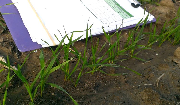 Clipboard laying next to sprouting wheat plants