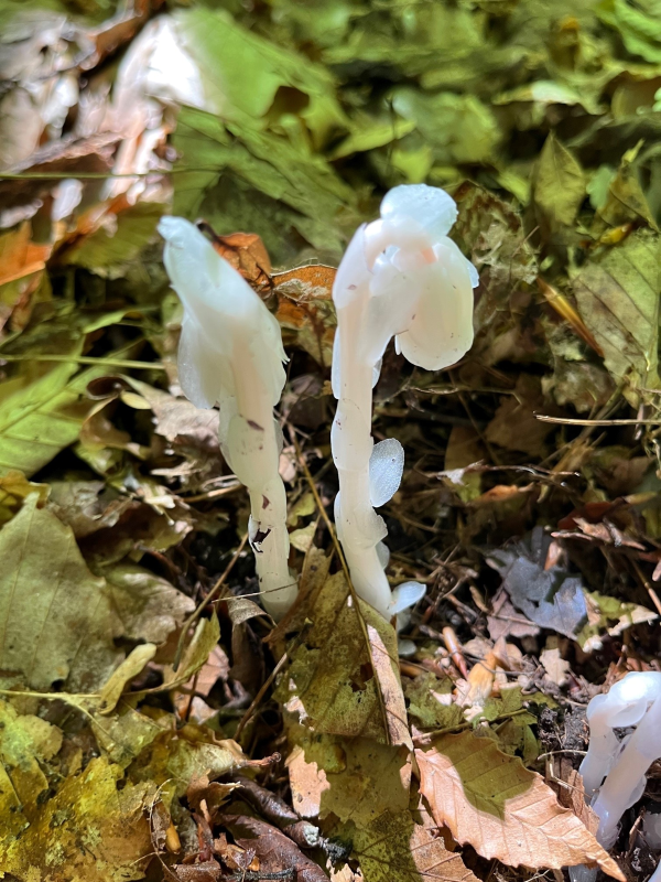 Indian pipes