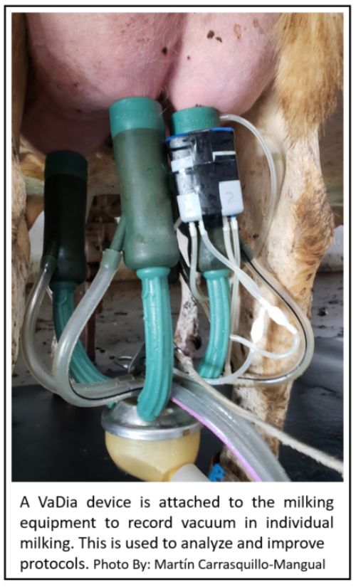 A VaDia device is attached to the milking equipment to record vacuum in individual milking. This is used to analyze and improve protocols.