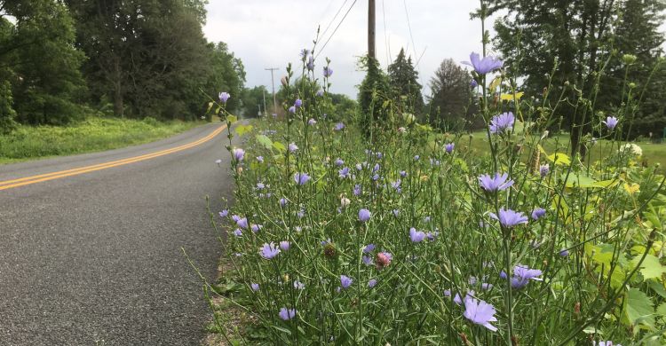 Purple plants along a roadside.