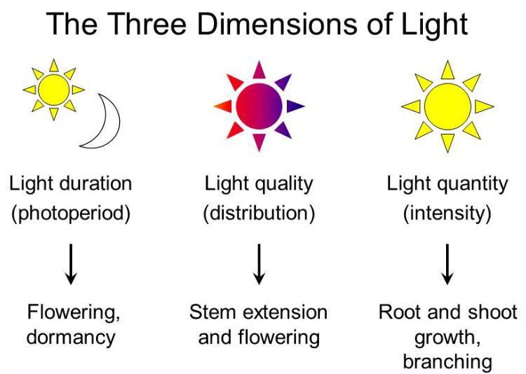 The Greenhouse and Horticultural Lighting course covers fundamental concepts about the three dimensions of light: duration, quality, quantity. 