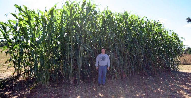 Standing in front of photoperiod sensitive sorghum grown in 2012 at the Great Lakes Bioenergy Research Center plots at the Kellogg Biological Station.