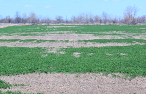 Field Crop Virtual Breakfast on May 16 focuses on assessing alfalfa stands for winter damage