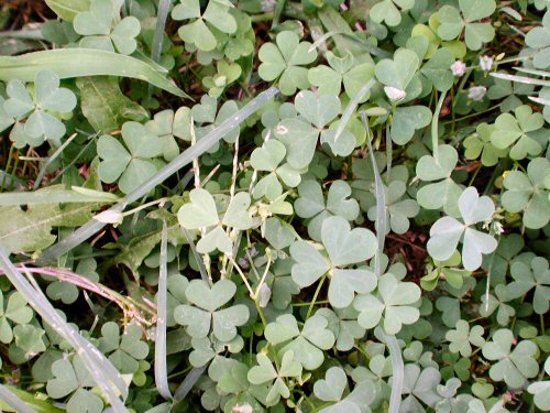  Yellow Woodsorrel1.jpg 