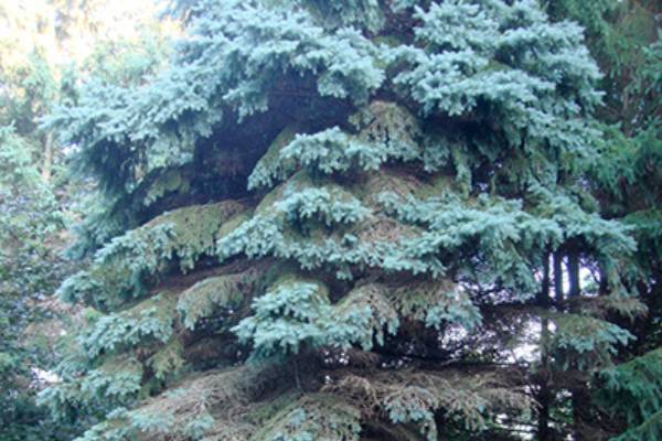 Blue Spruce – The Tree Folks